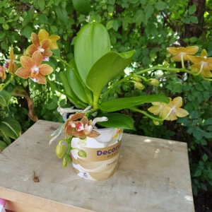 Phalaenopsis Table Masterpiece - Img 3