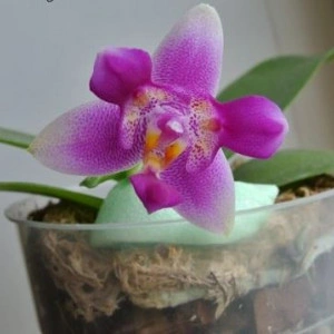 Phalaenopsis Vio Vio "Cat Face" FS