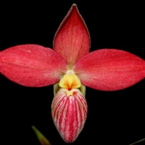 Phrag. Dick Clements X Phrag. St. Queen Fs