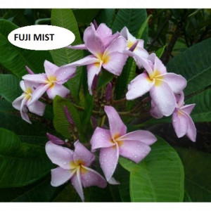 Plumeria Fuji Mist