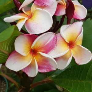 Plumeria J105 - Img 2