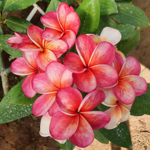 Plumeria J4