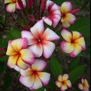 Pumeria Thumbalina