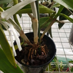 Recchara Frances Fox - Img 3