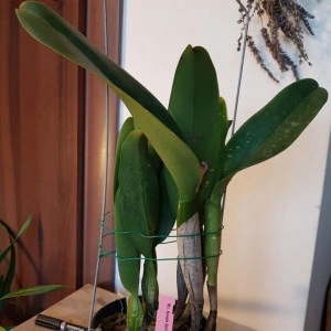 Rlc. Kuwale Gem FS - Img 2