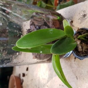 RLC Patchara Fancyetch Ratchsrima, seedling - Img 2