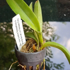 (Rlc. Yen golden yensation x Petch korat) x Tainam City - Img 2
