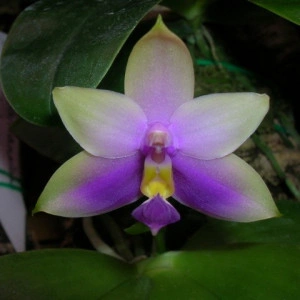 Samera Coerulea - Img 3