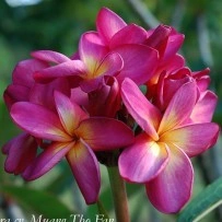 Seminte Plumeria Muang Taw Fun