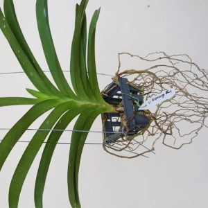 Vanda Pakpanung Blue - Img 2