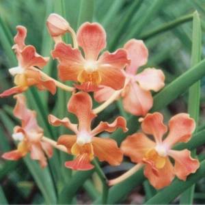 Vanda (Papilionanda) Udorn Sunshine w1 FS