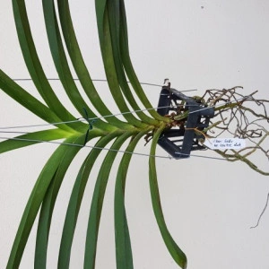 Vanda Rasri Gold x Ascocenda Krailerk White (round form) - Img 2