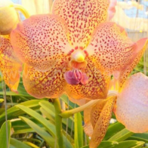 Vanda Salmon Passion 4N