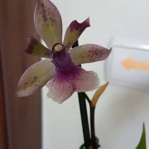 Zygopetalum - Img 3