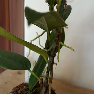 Anthurium Scadens var. Pumila - Img 5
