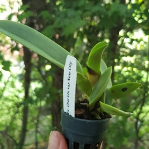 BLC Chia Lin New City, seedling - Img 2