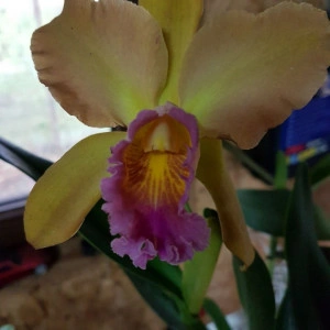 Blc. Chinese Bronze X (Blc. Lee Langford X Blc. Goldenzelle) X Blc. Waikiki Lea