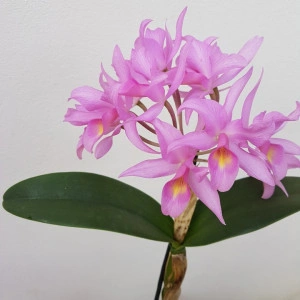 Cattleya Guatemalensis