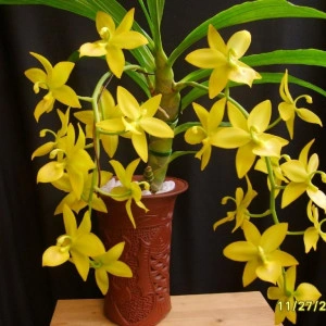Cyc. Chlorochilon FS