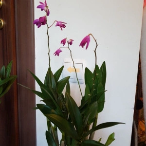 Dendrobium Berry Oda