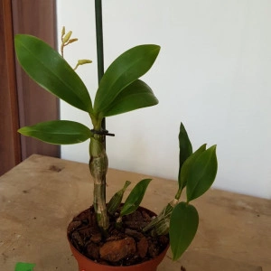 Dendrobium Harveyanum - Img 2