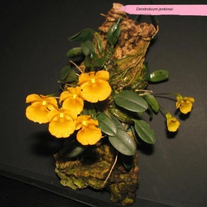 Dendrobium Jenkinsii
