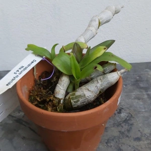 Dendrobium parishii - clumps - Img 2