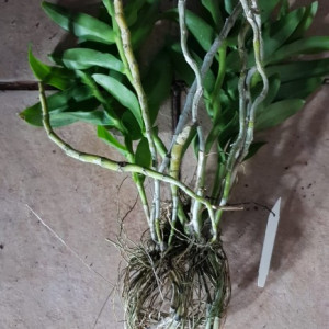 Dendrobium Primulinum FS - Img 2