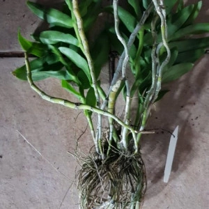 Dendrobium Primulinum FS - Img 2