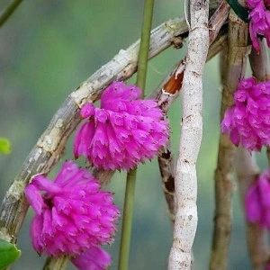 Dendrobium purpureum