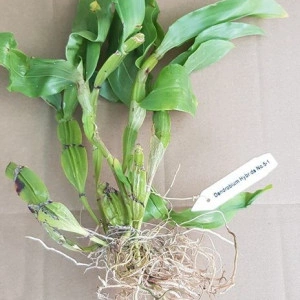 Dendrobium Sulcatum - Img 2