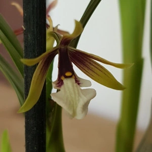 Epidendrum Tripunctatum - Img 2