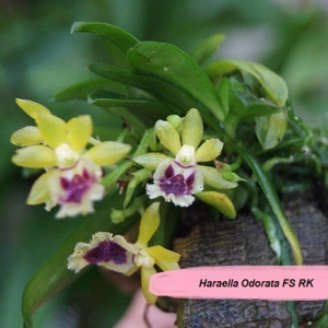 Haraella Odorata FS RK
