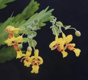 Lockhartia Lunifera