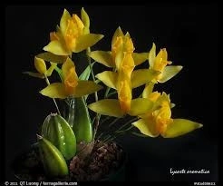 Lycaste Aromatica FS