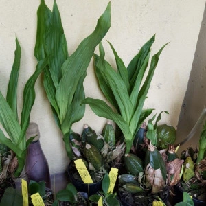 lycaste auburn x shonan harmony - Img 2