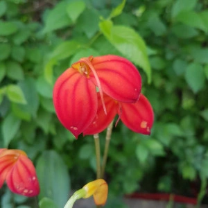 Masdevallia Ignea
