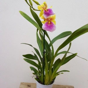 Miltonia Sunset - Img 2