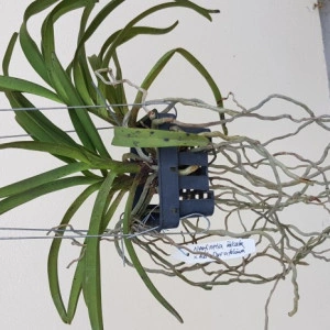 Neofinetia Falcata x Asctm. Curvifolium - Img 2