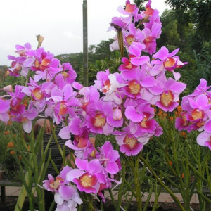 Papilionanthe Teres FS