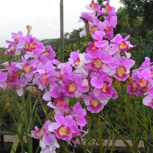 Papilionanthe Teres FS