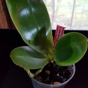 Phal. (Lynd. E. Emer X Lds. B. Q.) X (Phal. Amboinensis X Phal. Zh. Min Etch) FS - Img 3