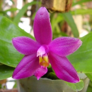 Phal. Violacea var. Sumatra 4N FS