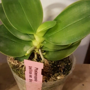 Phalaenopsis Bellina Blue FS - Img 2