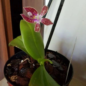Phalaenopsis Corningiana