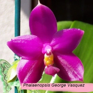 Phalaenopsis George Vasquez