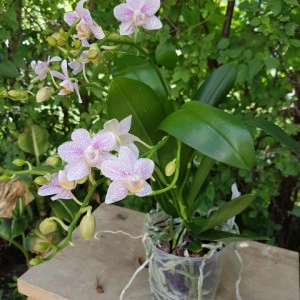 Phalaenopsis Little Star - Img 2