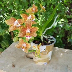 Phalaenopsis Table Masterpiece - Img 4