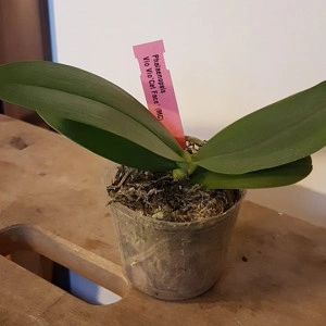 Phalaenopsis Vio Vio "Cat Face" FS - Img 2
