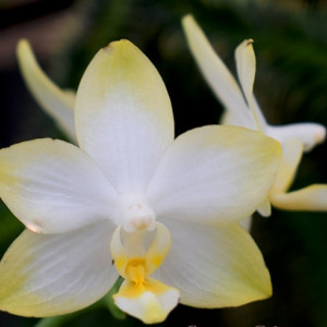 Phalaenopsis Yan shan sweet girl